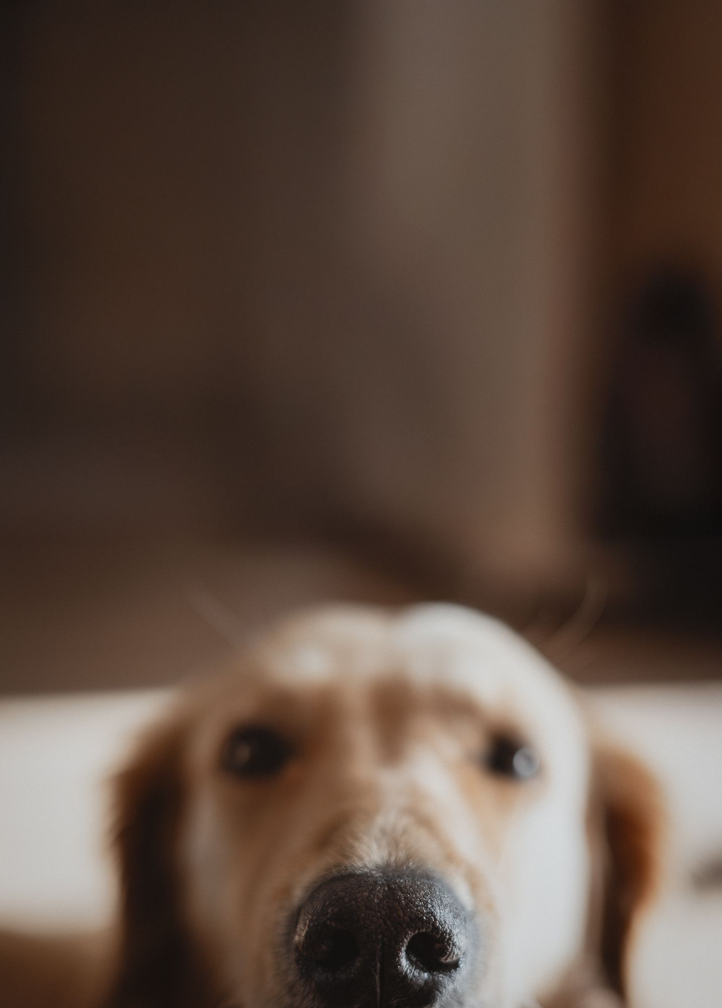 Foto en pet lovers landing